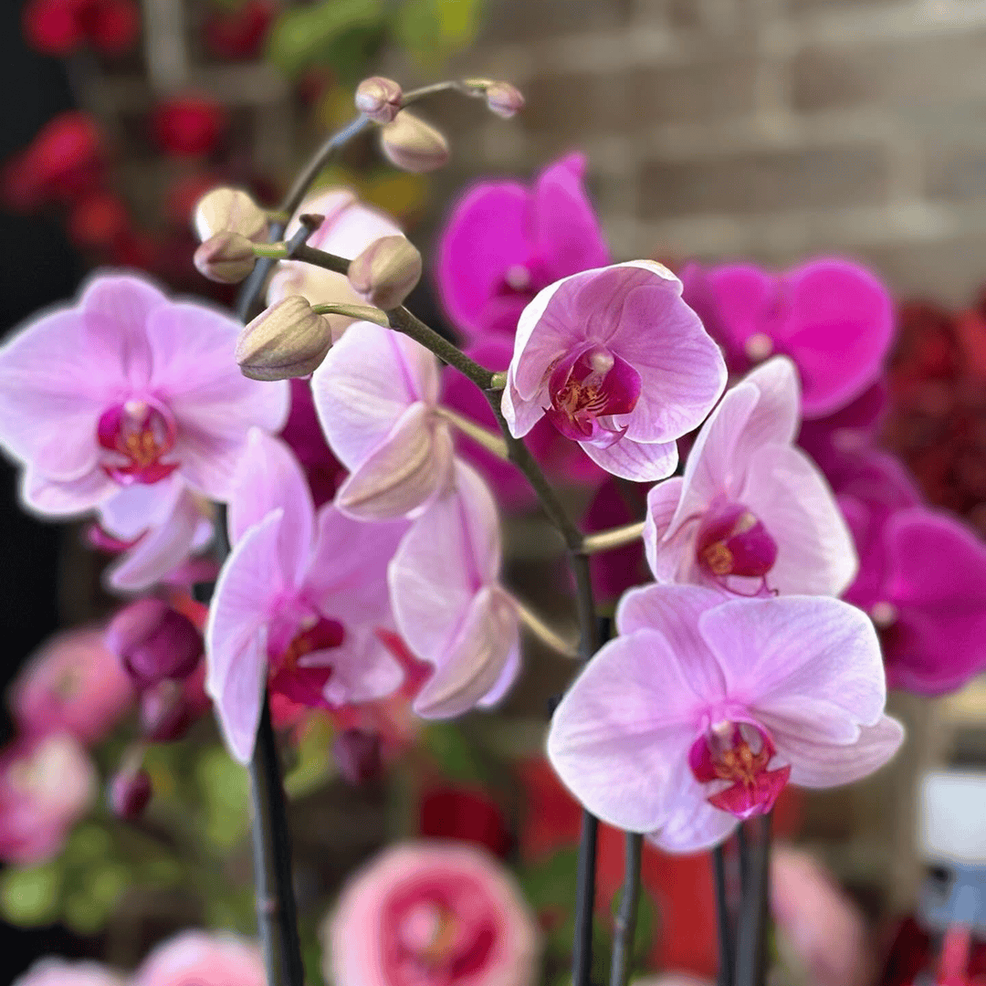 fleuriste à Longueuil